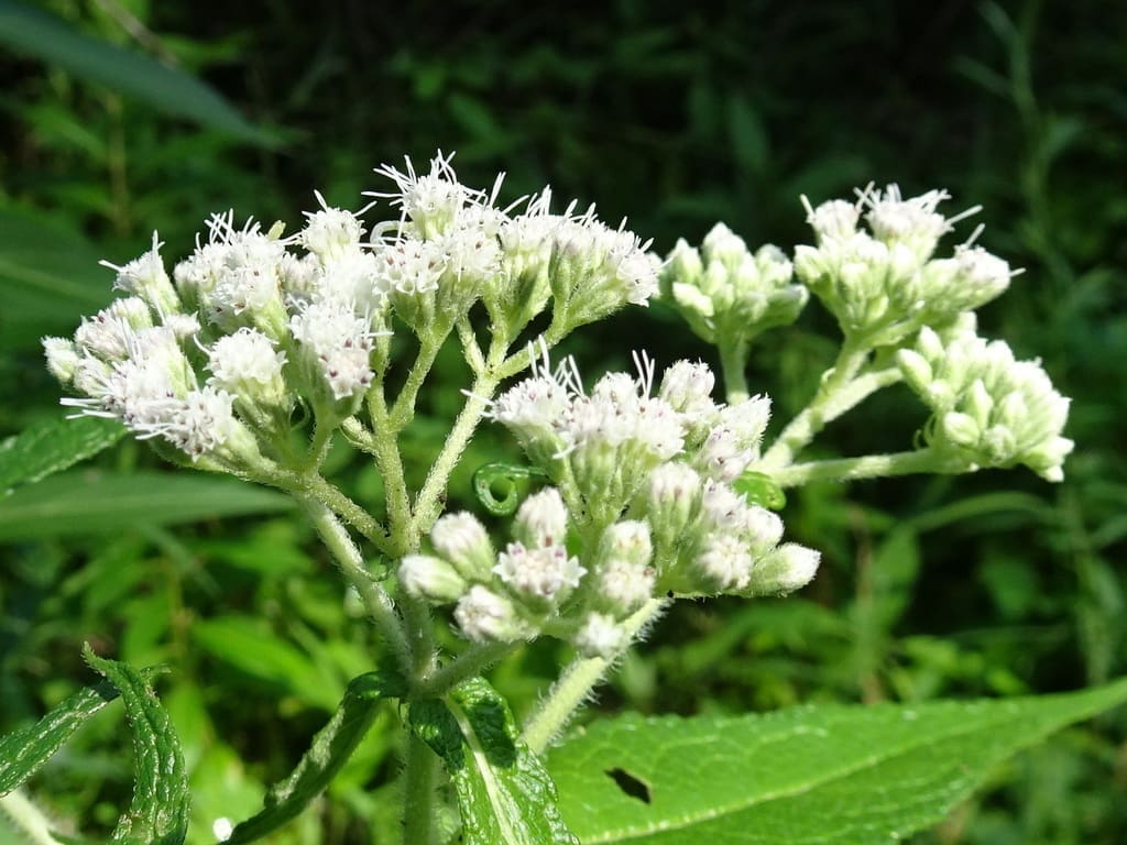 Eupatorium perfoliatum