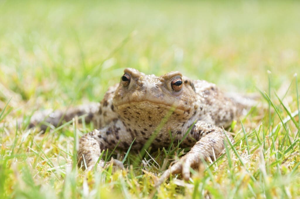 Bufo rana