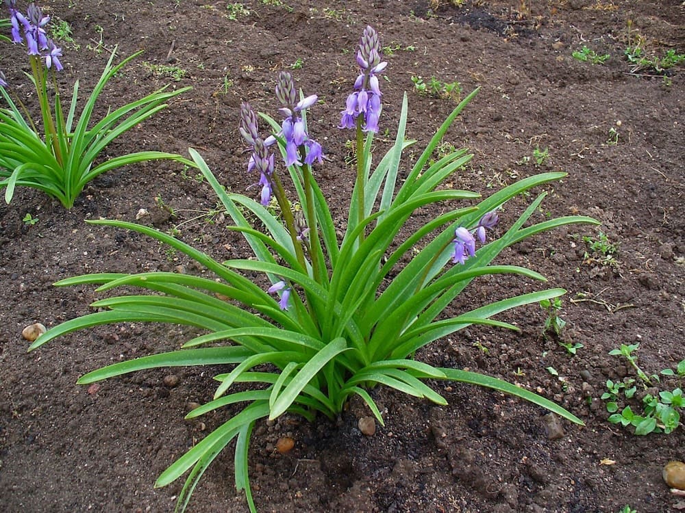 Agraphis nutans