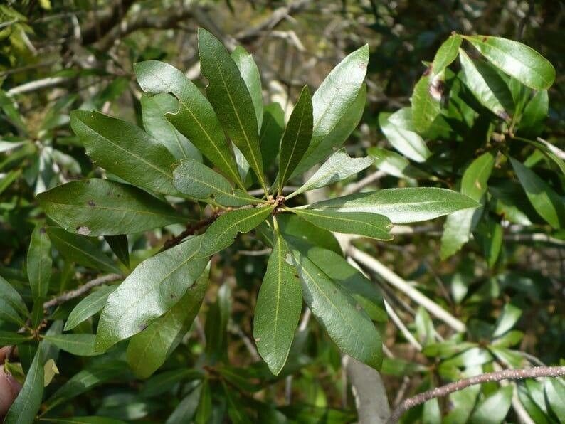 Myrica cerifera