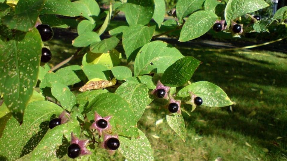 Physostigma venenosum