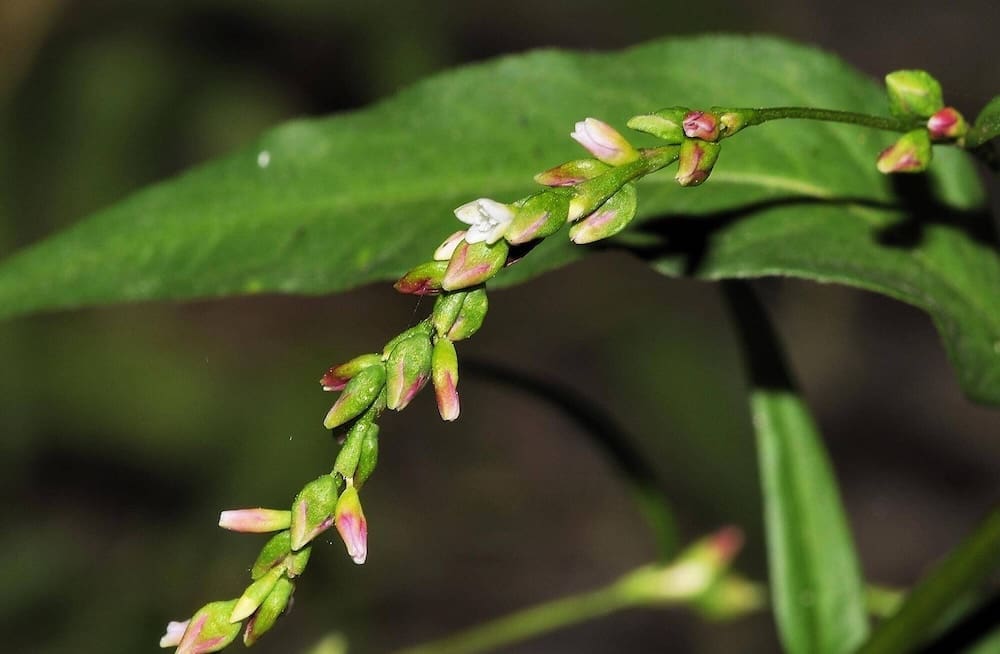 Polygonum