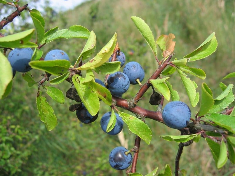 Prunus spinosa