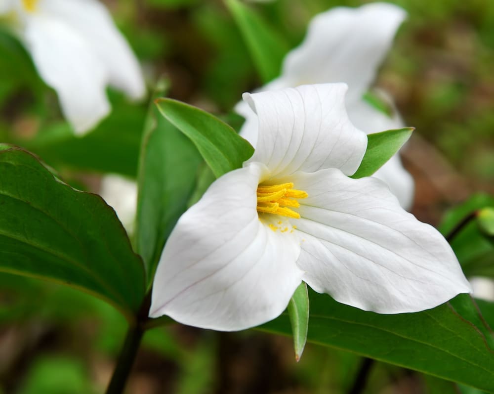 Trillium