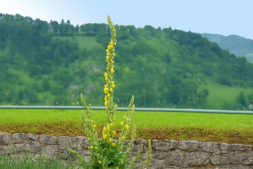 Verbascum thapsus