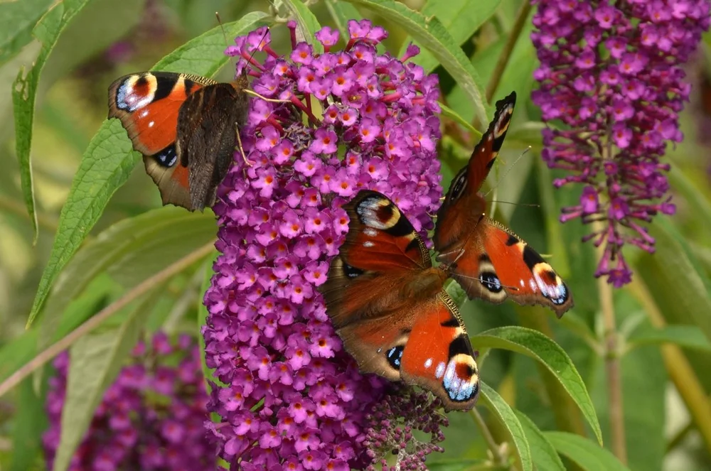 Buddleja