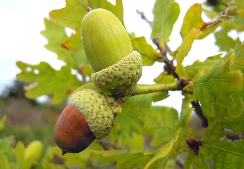 Quercus robur