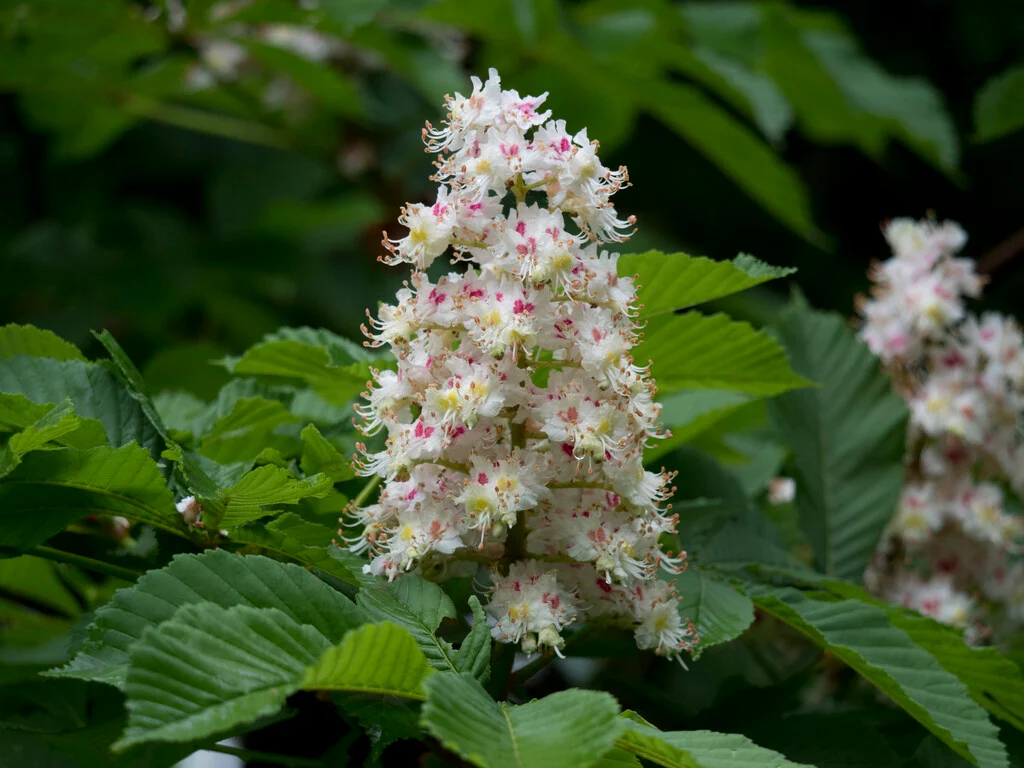 Aesculus