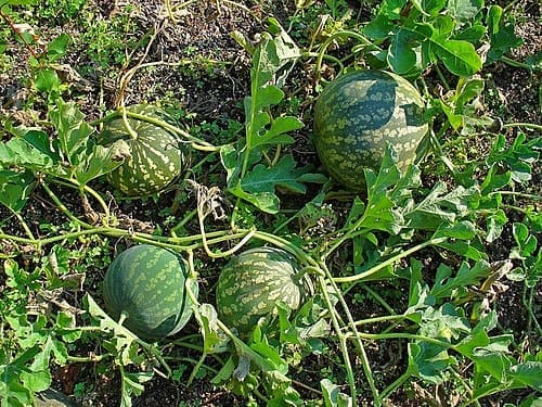 Colocynthis