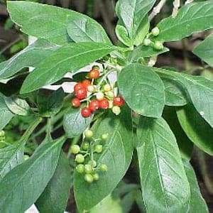 Ipecacuanha