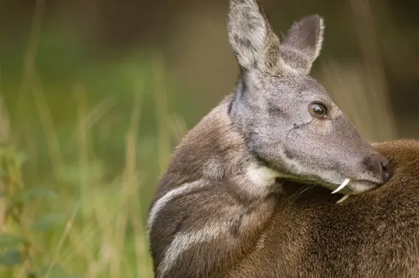 Moschus