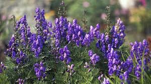Aconitum napellus