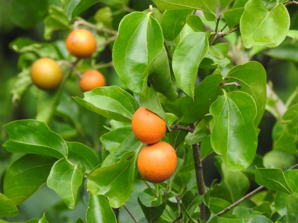 Nux vomica