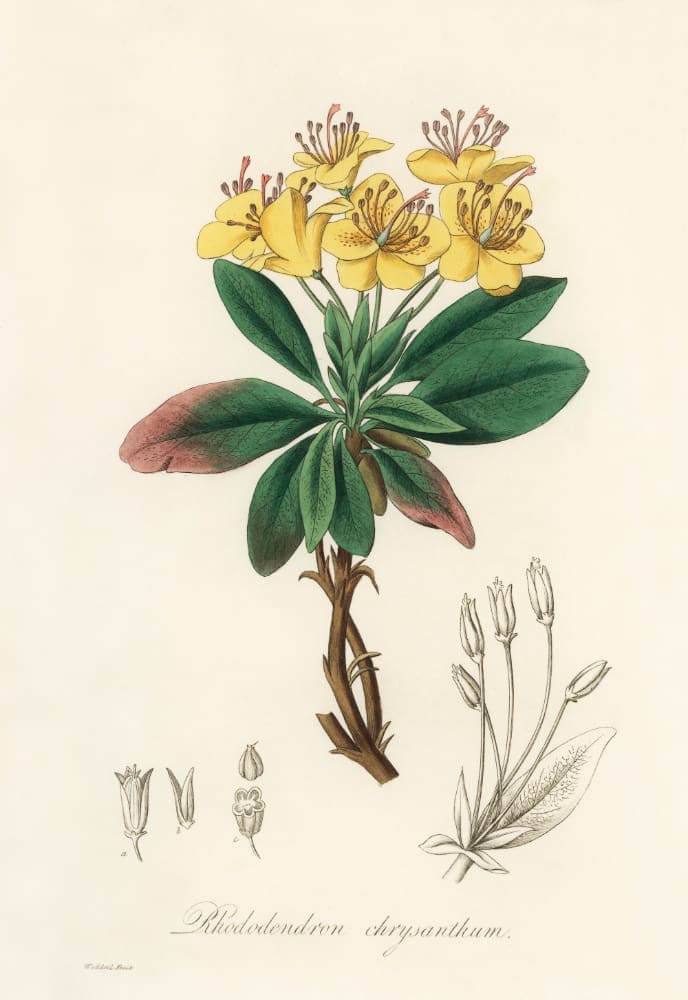 Rhododendron chrysanthum