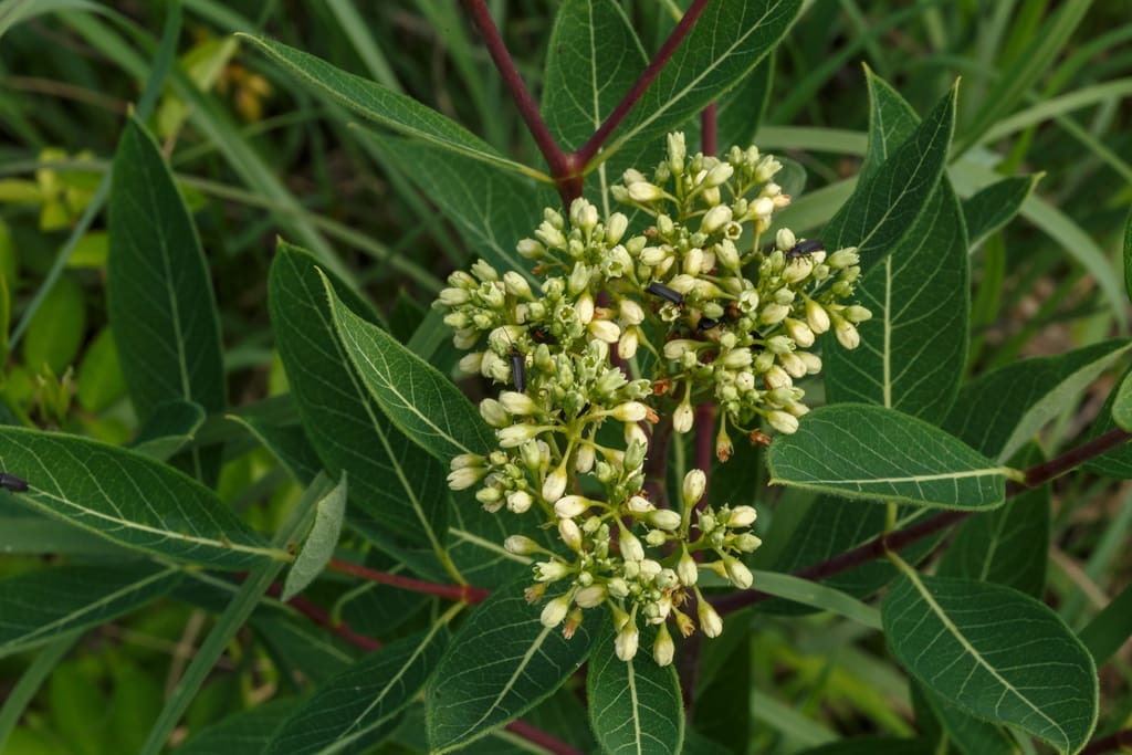 Apocynum cannabinum