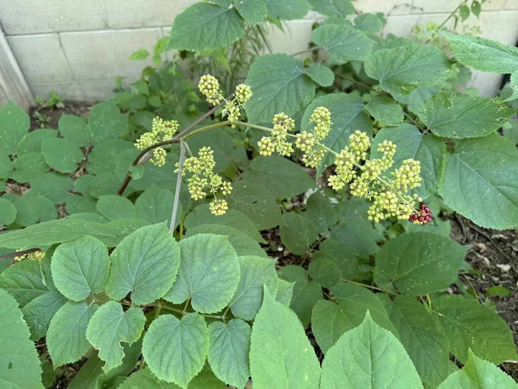 Aralia racemosa