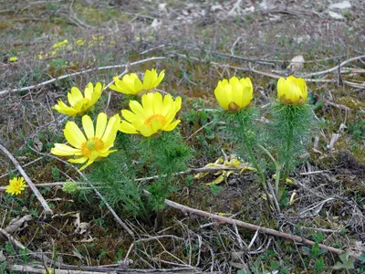 Adonis vernalis