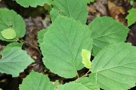 Hamamelis virginiana