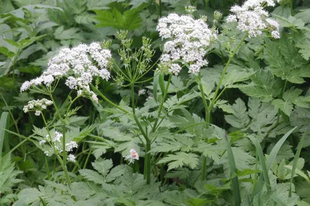 Aethusa cynapium