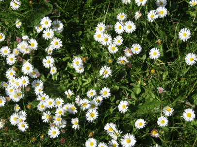 Bellis perennis