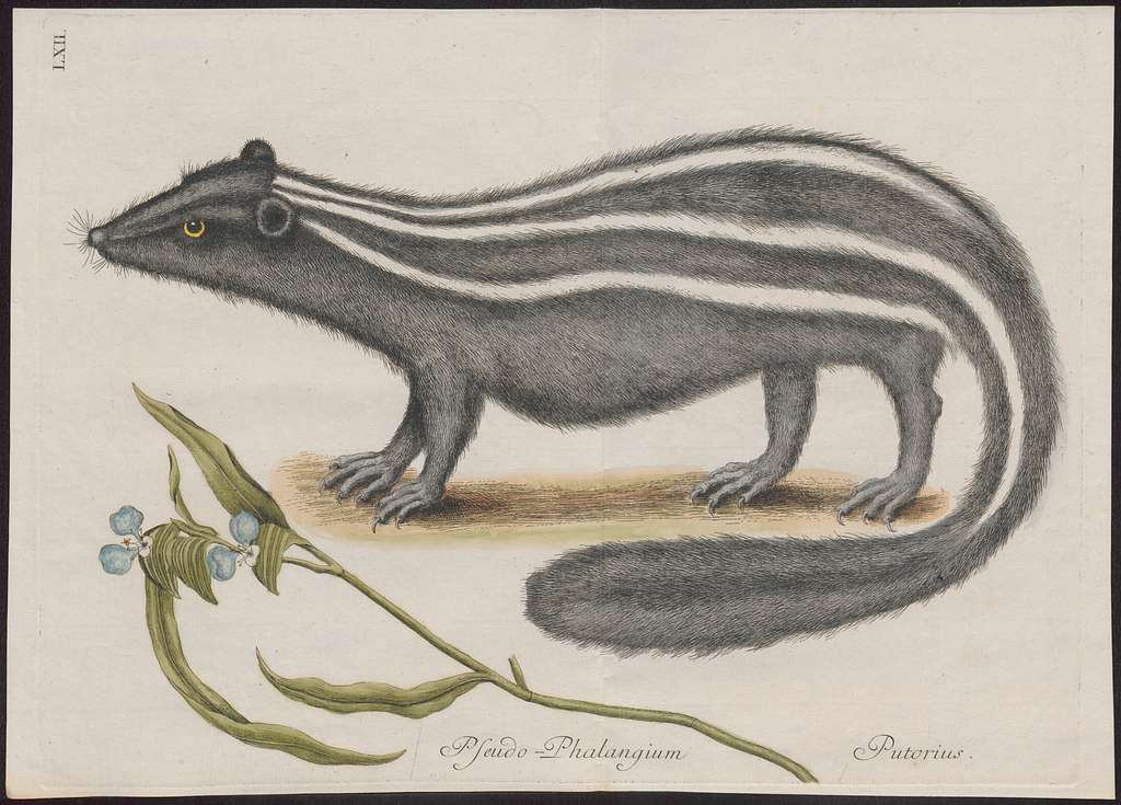 Mephitis putorius