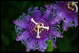 Passiflora