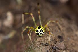 Theridion