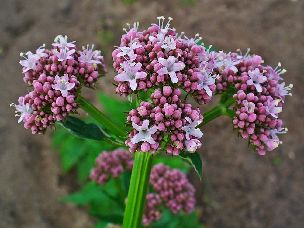 Valeriana