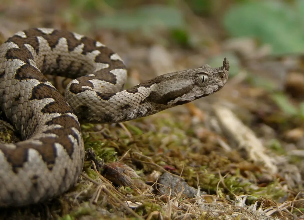 Vipera
