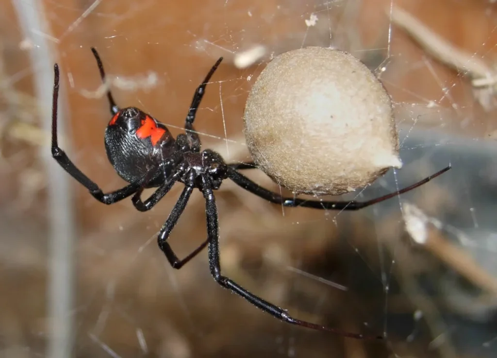 Latrodectus mactans
