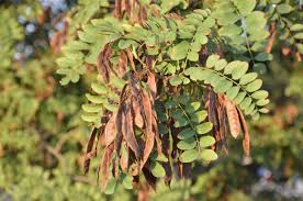 Robinia