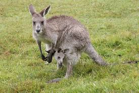 Lac macropi gigantei