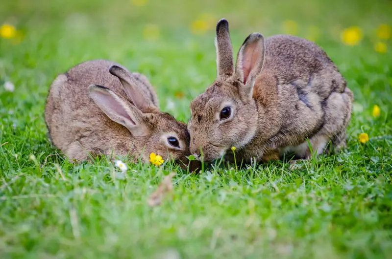 Lac oryctolagus cuniculus